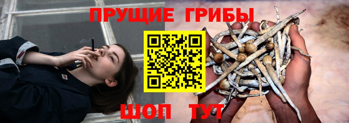 где найти   Псилоцибиновые грибы Cubensis  Вход с VPN  Кубинка  Псилоцибиновые грибы Cubensis 